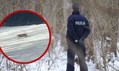 Tajemniczy kot buszuje blisko domów? Mieszkańcy alarmują