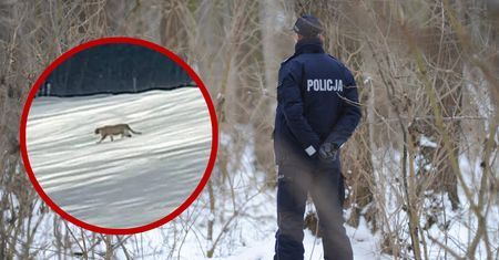 Tajemniczy kot buszuje blisko domów? Mieszkańcy alarmują