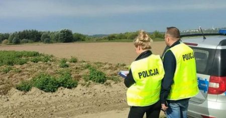 Pielił buraki. Mężczyzna trafił za kratki