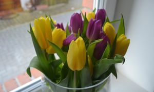 Jak przedłużyć świeżość tulipanów? Ten trik znały nasze babcie
