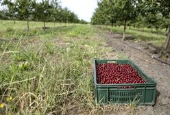 Przymrozki zniszczyły polskie sady. Te owoce najbardziej ucierpiały