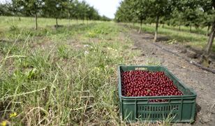 Przymrozki zniszczyły polskie sady. Te owoce najbardziej ucierpiały