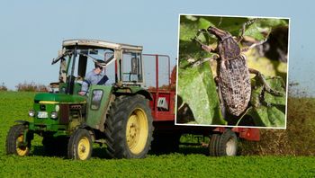 Szkodnik atakuje uprawy polskich rolników. "Powoduje duże straty"