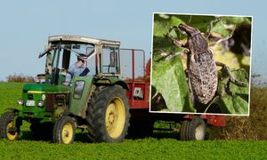 Szkodnik atakuje uprawy polskich rolników. "Powoduje duże straty"