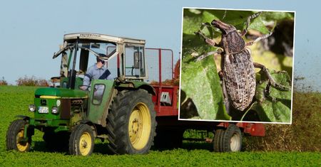 Szkodnik atakuje uprawy polskich rolników. "Powoduje duże straty"