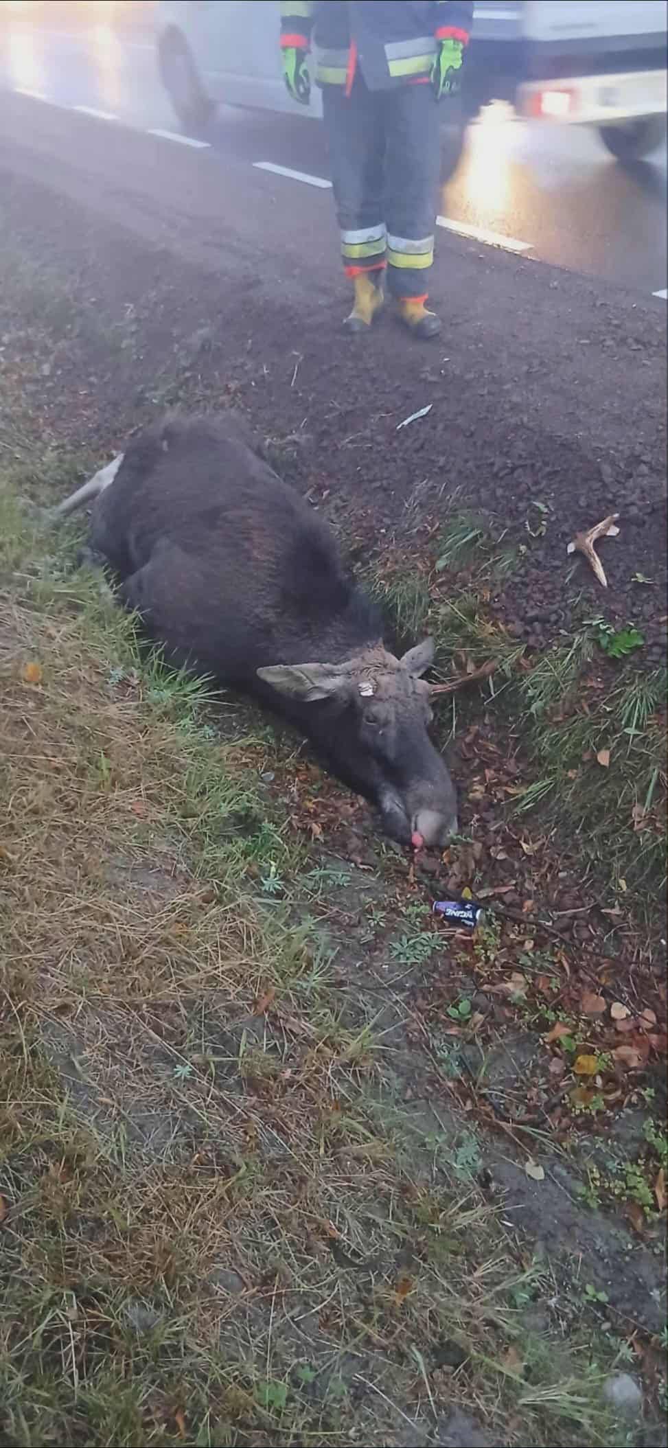 Interwencja druhów