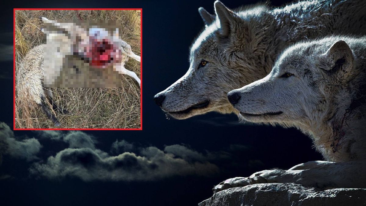 Wilki bestialsko zamordowały owce na Pomorzu