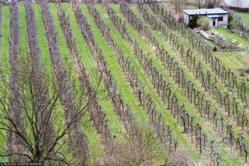 Sadownicy posadzili 300 drzewek. Błyskawicznie zniknęły