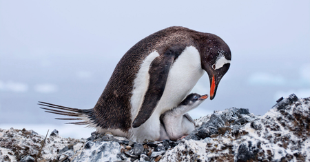 Audubon Photography Contest 2017 - piękno dzikich ptaków w najlepszym wydaniu