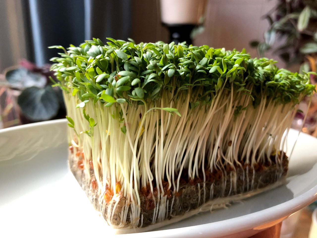 A fresh and untouched rectangular bunch of cress with perfect leaves and visible roots. Some plants in the background.