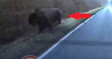 Spotkali żubra na drodze. O włos od tragedii
