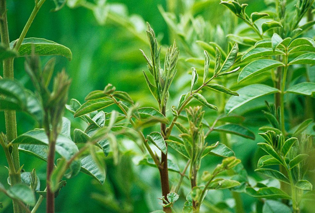 Lukrecja ma wiele właściwości zdrowotnych