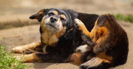 Pies drapie się po uchu? W ten sposób wysyła komunikat