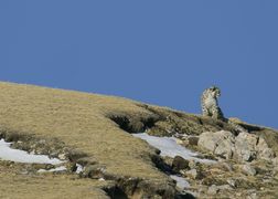 National Geographic Wild HD Chiny: ukryte królestwa