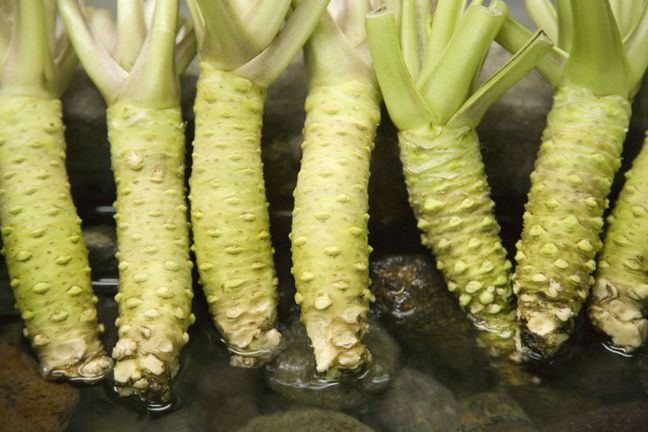Świeżo starty korzeń wasabi ma najwięcej walorów prozdrowotnych