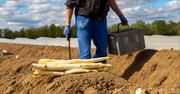 Polacy nie chcą wyjeżdżać na szparagi. Niemieccy plantatorzy komentują