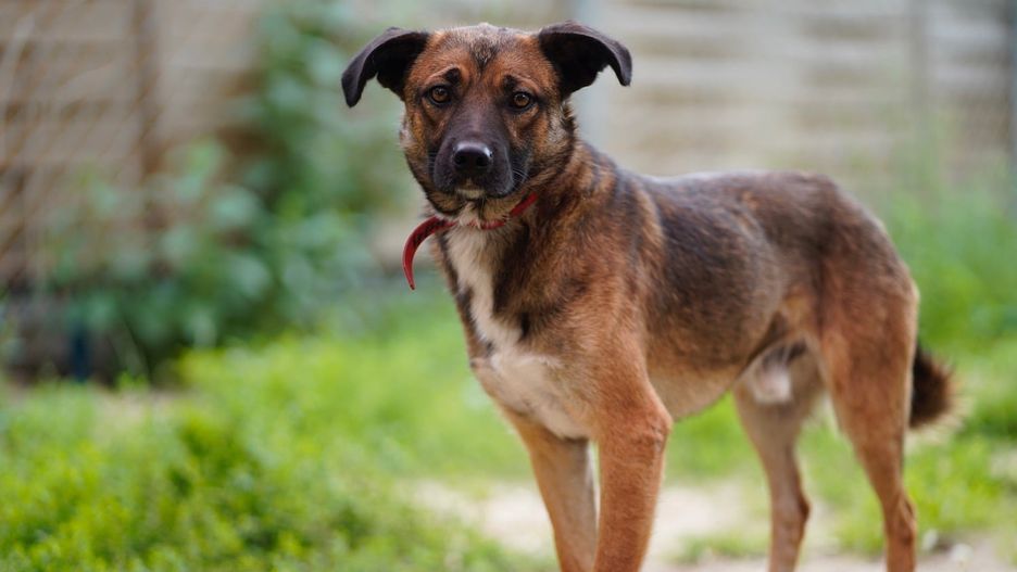 Schronisko Na Paluchu - Facebook