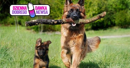 Jak psy czytają ludzkie emocje? Odpowiedź cię zaskoczy