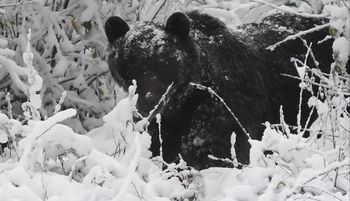Leśnik nagrał go z bliska. Spójrzcie, co zrobił niedźwiedź