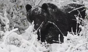 Leśnik nagrał go z bliska. Spójrzcie, co zrobił niedźwiedź