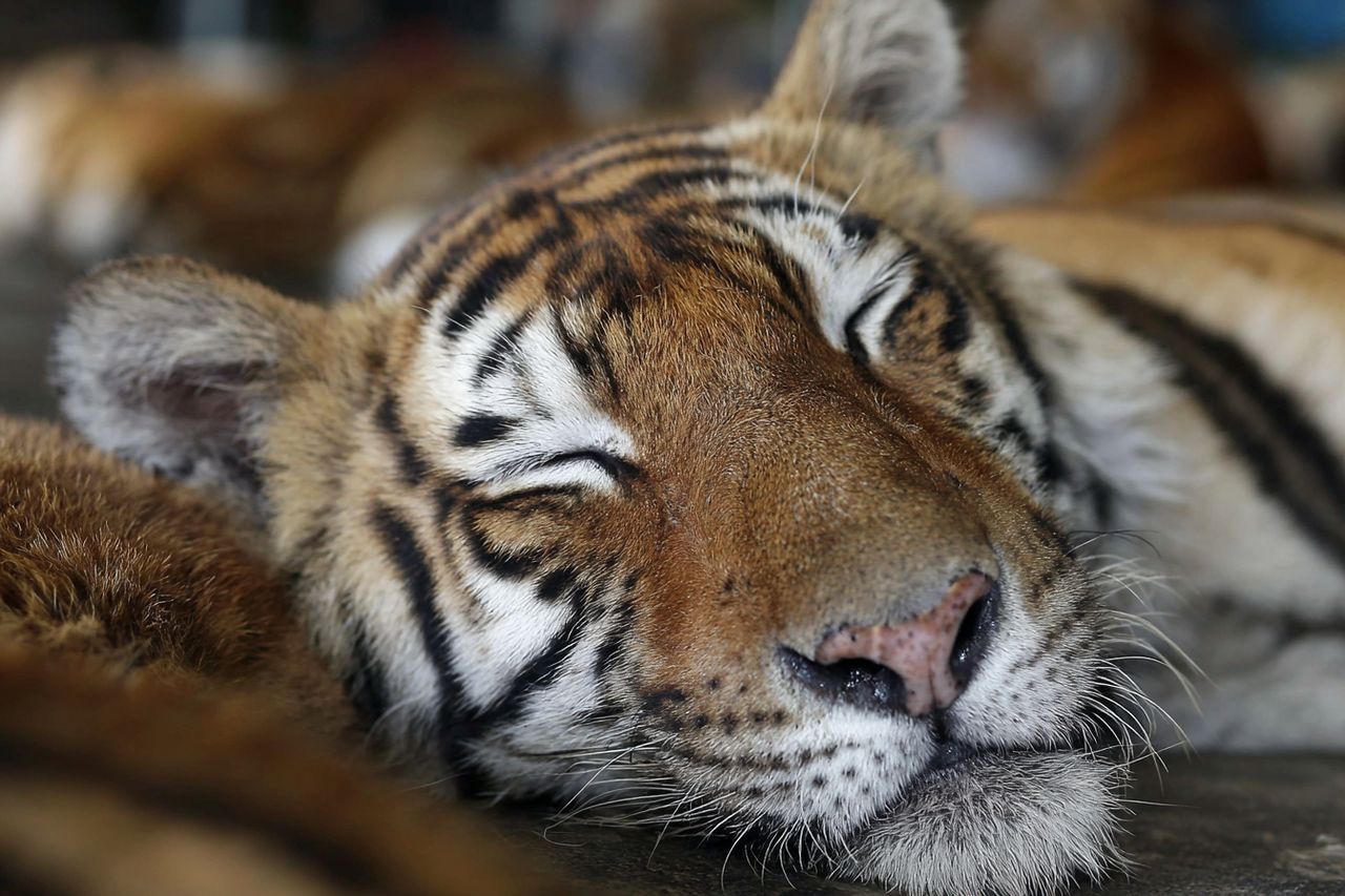 Tragedia w raju dla turystów: 72 tygrysy padły w ciągu dwóch tygodni w Chiang Mai