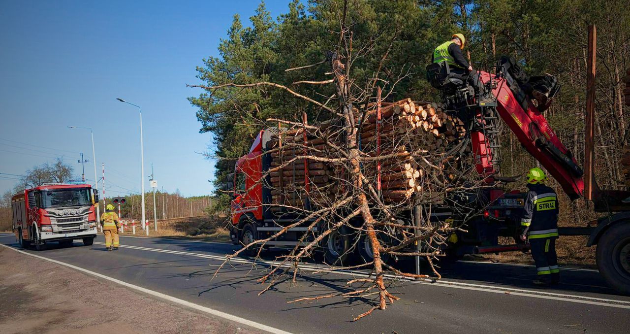 Drzewo spadło na ciężarówkę na DK11. Utrudnienia pod Jastrowiem