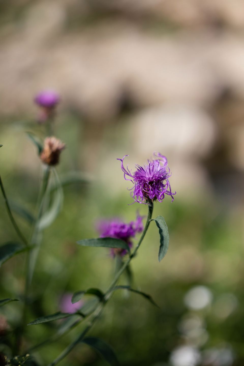 Zeiss Milvus 50 mm f/1.4 - zdjęcia przykładowe z premiery 6