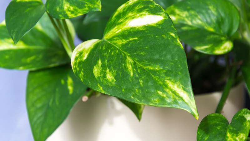 Scindapsus to przepiękne pnącze. Roślina doniczkowa, która nie wymaga szczególnej pielęgnacji, a jej odmiany mają piękne kolory.