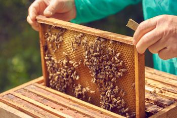 Łódź: Obchody Święta Pszczoły i Dnia Pszczelarza. Ta oryginalna, malownicza impreza od lat cieszy się niezmiernym powodzeniem