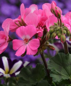 Warszawa. Konkurs "Warszawa w kwiatach i zieleni". Prawie 300 zgłoszeń