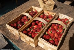 Takie będą ceny polskich truskawek. "Koszty są odstraszające"