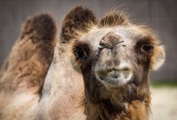 W arktycznym mieście Norwegii wielbłąd pogryzł mężczyznę