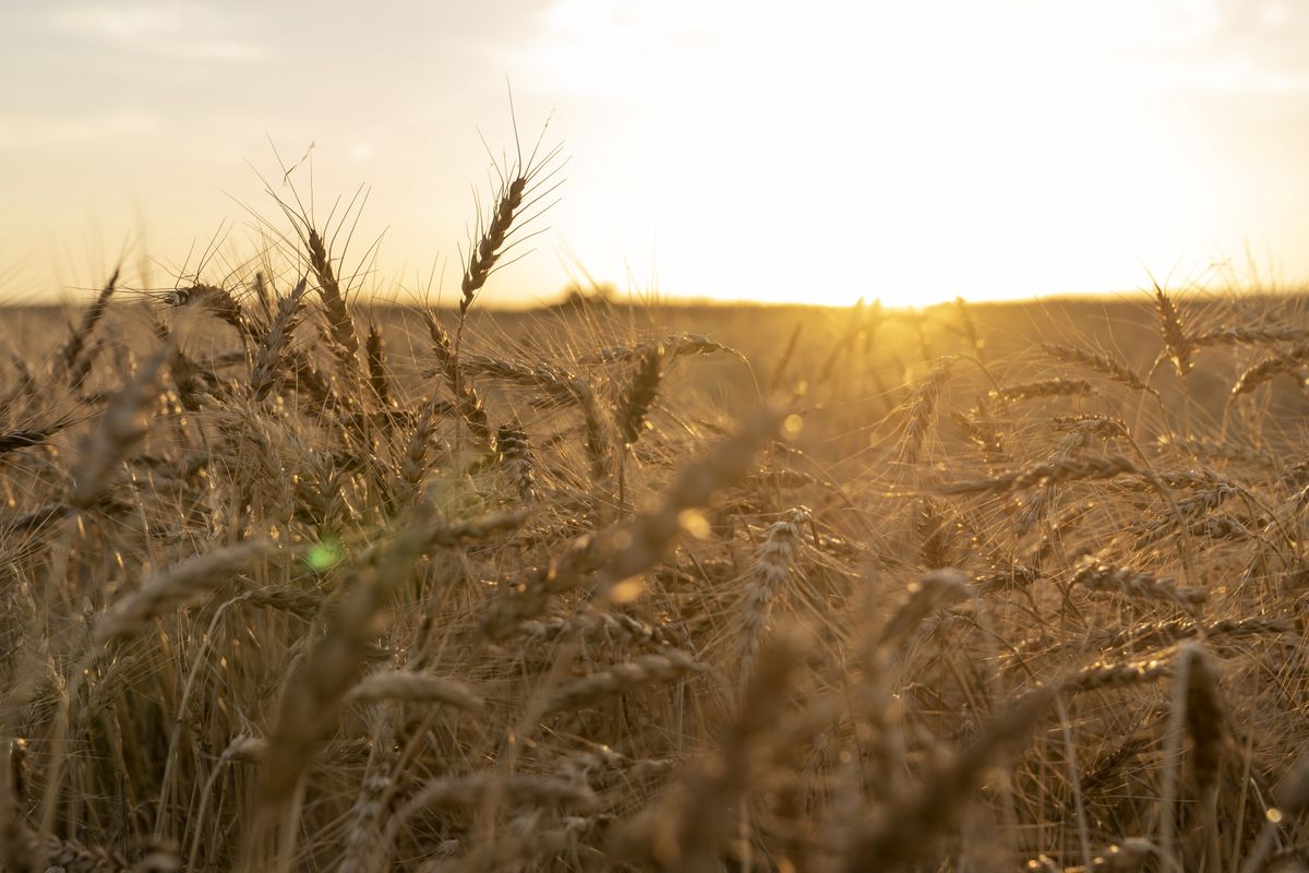 Winter wheat that is ready to harvest in Corn, Oklahoma, US, on Wednesday, June 15, 2022. Grain prices are mixed in Chicago as traders seek clarity on the outlook for Ukrainian agriculture exports and North American crop weather. Photographer: Nick Oxford/Bloomberg via Getty Images