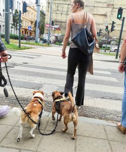 Wzrosną opłaty za czworonogi. To nie jedyna podwyżka