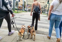 Wzrosną opłaty za czworonogi. To nie jedyna podwyżka