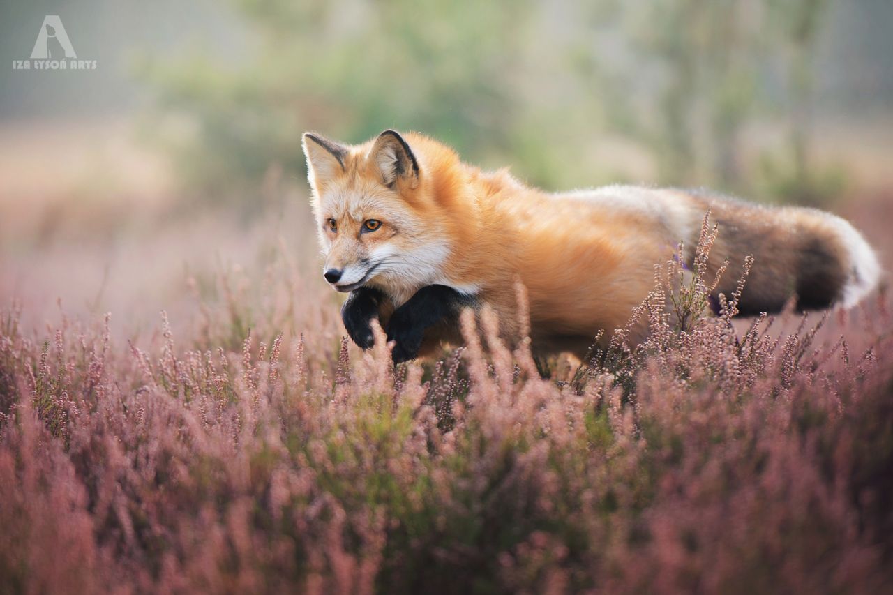 „Kocham fotografować Freyę, ale to ma też swoje własne wyzwania. Musiałam pamiętać, że Freya jest lisicą - dzikim zwierzem, które niekoniecznie będzie pozować na zawołanie. Musiałam być cierpliwa i zaakceptować fakt, że lis zawsze wie lepiej, jak ma pozować. Podczas sesji żartowaliśmy, że lisy zachowują się trochę jak pies, trochę jak kot. Freya podąża własnymi ścieżkami, jak kot i nie reaguje na wywoływanie po imieniu. Poza tym, robienie zdjęć lisa jest dość podobne do fotografowania psa poza tym, że trzeba to robić szybciej. Lisy nie mają w zwyczaju zamierać w bezruchu" - pisze Iza na Bored Panda.