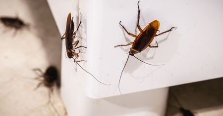 Inwazja karaluchów w wakacyjnym kraju. Osiągają nawet 6 cm długości
