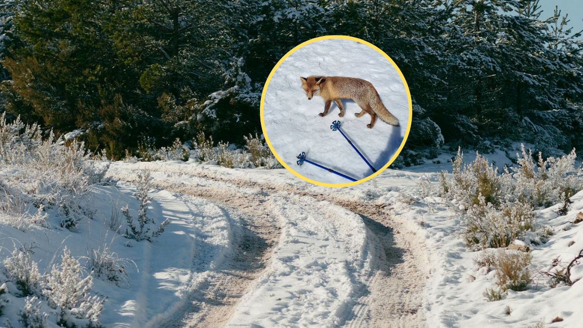 Turysta zobaczył lisa