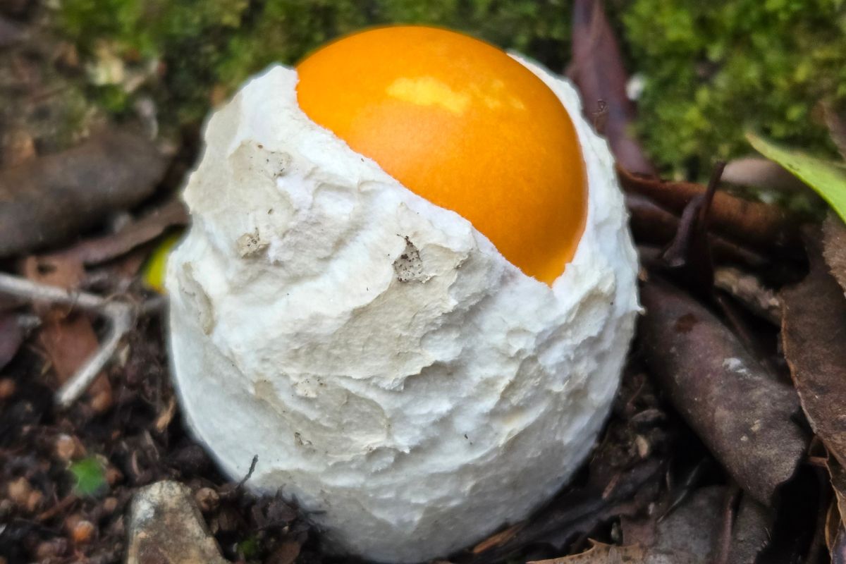 Muchomor cesarski "wykluwa" się z czarciego jaja