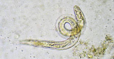 Owsica utajona