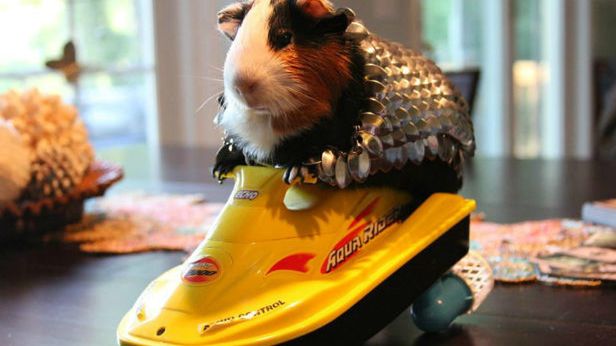 WTF dnia: najbardziej geekowska świnka morska, jaką widzieliście [zdjęcia] 1