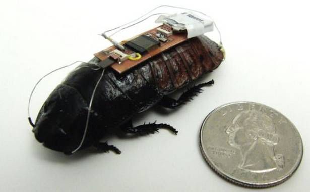 Zdalnie sterowany karaluch-cyborg. Żywy insekt w roli bezwolnego robota [wideo]