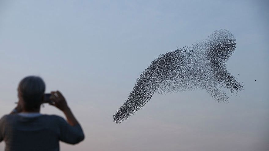 W pogoni za szpakami: fotograf śledzi ptaki, by ująć ich piękne formacje 1