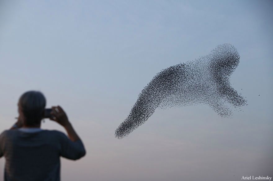 W pogoni za szpakami: fotograf śledzi ptaki, by ująć ich piękne formacje