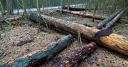 Wycinka w Puszczy Białowieskiej. Zręby kolonizowane przez obce gatunki