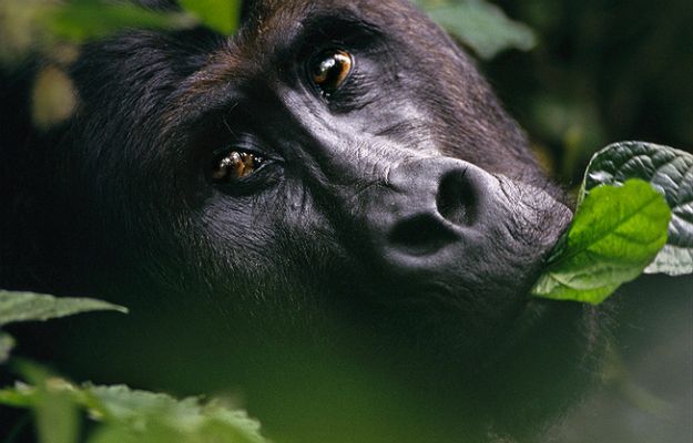 Czerwona księga zagrożonych gatunków. UICN dokonała zmian na liście, goryl wschodni o krok od wymarcia