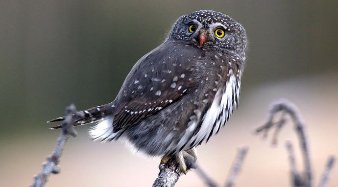 Kanada: cztery pory roku