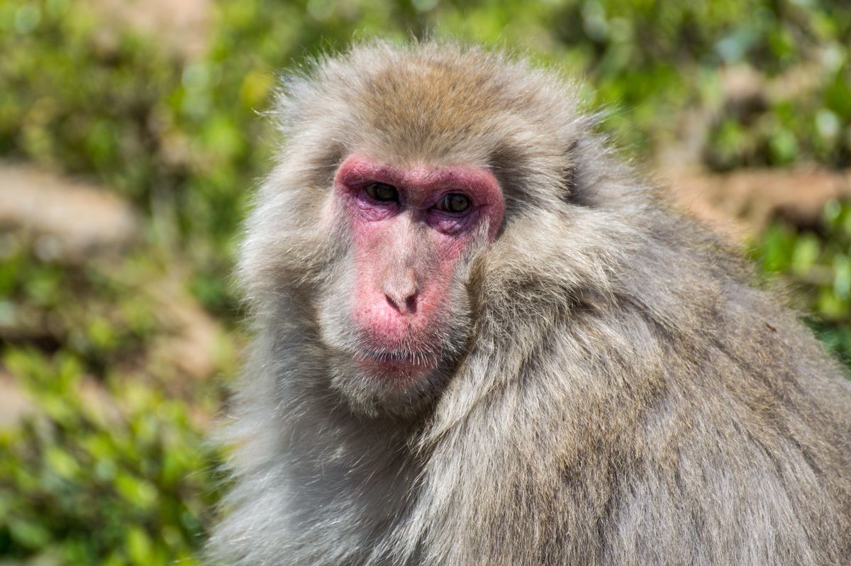 Agresywne makaki stały się zmorą japońskiego miasta 
