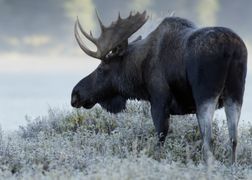 Polsat Viasat Nature HD Kanada: przetrwać na dzikiej Północy