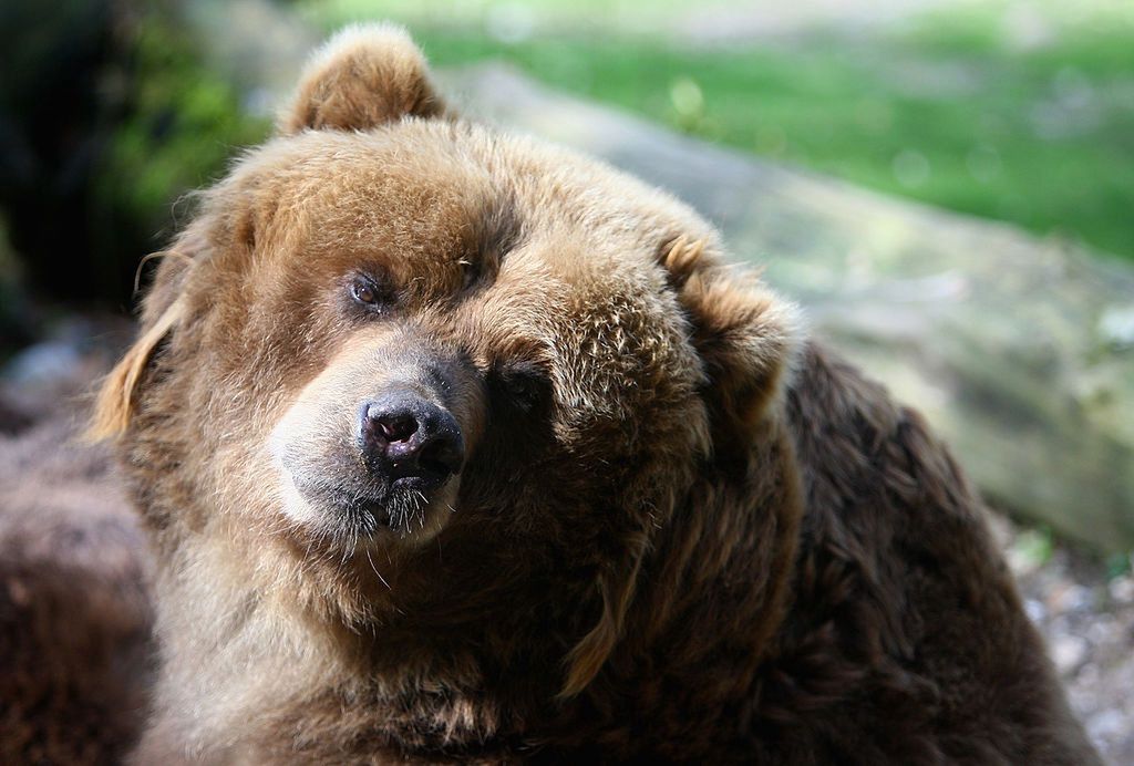 Najbardziej poszukiwany niedźwiedź Europy odnaleziony. Poszukiwania trwały 42 dni